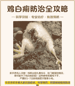 养殖小鸡拉红白便怎么治