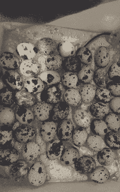 出壳3天的鹌鹑怎么养殖