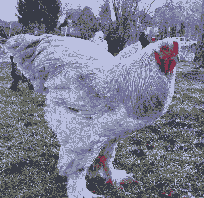 农村养殖观赏鸡怎么样的