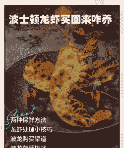 买回来的波龙虾怎么养殖