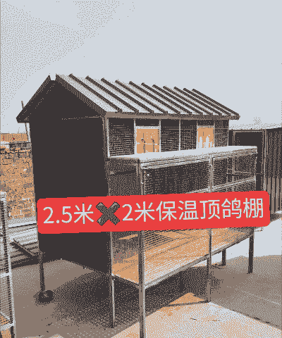 养殖灌养鸽子怎么建鸽舍