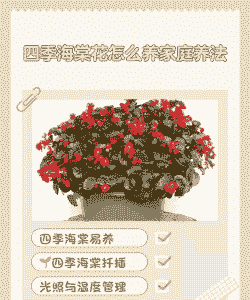 四季海棠室内怎么养殖