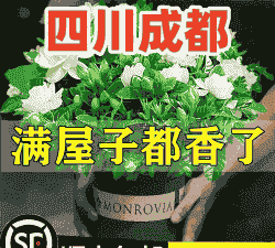 四川花草养殖怎么样