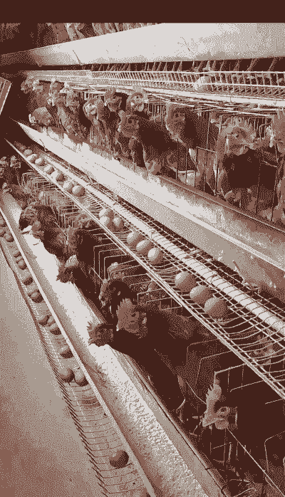 国外养殖场怎么养家禽的