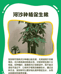 无根的大发财树怎么养殖