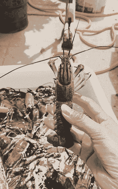 养殖的澳洲小龙虾怎么养