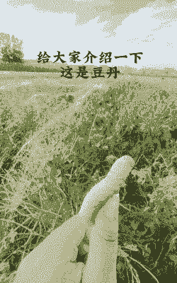 露天养殖豆丹怎么釆收