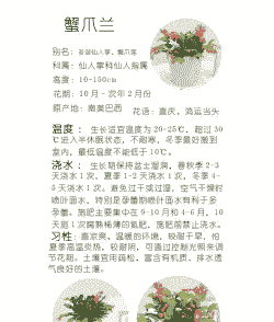 蟹爪莲开完花该怎么养殖