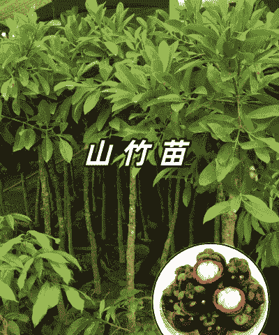 买回来的山竹怎么养殖