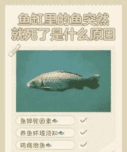 养殖鱼反应迟钝怎么回事