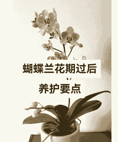 蝴蝶兰要开花后怎么养殖