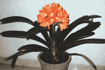 没有有机肥的花怎么养殖