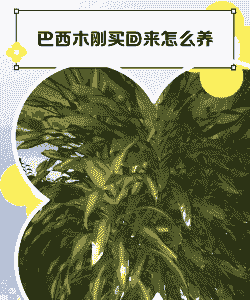 刚买回的巴西木怎么养殖