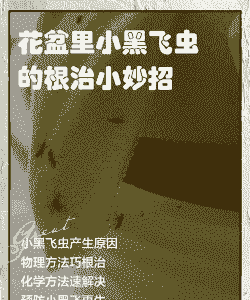 养殖中的小黑虫怎么治疗