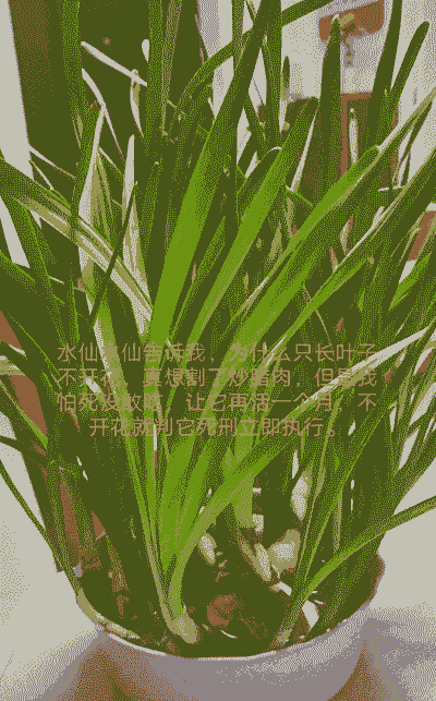 不开花的水仙花怎么养殖