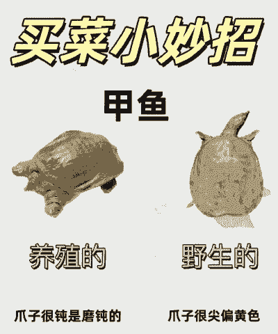 养殖的鳖和野生怎么看