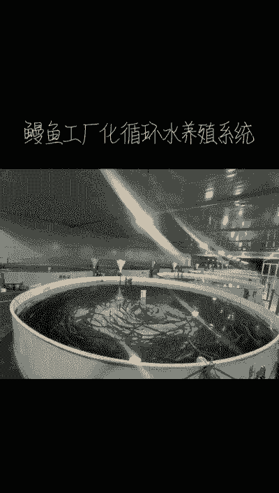 淡水鳗鱼养殖场怎么建的