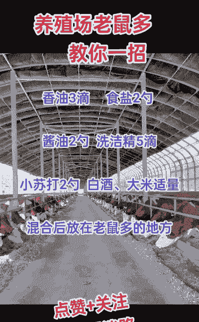 养殖场地老鼠多怎么办