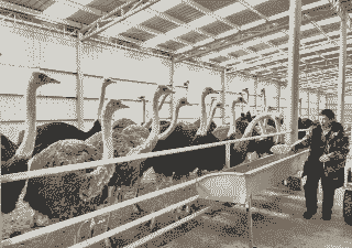 鸵鸟养殖厂名字怎么样