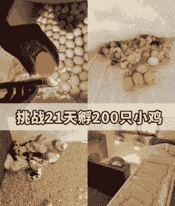 养殖场孵化鸡蛋怎么翻蛋