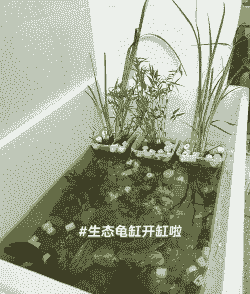 小海龟在浴缸里怎么养殖