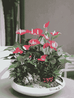 冬天大棚养殖红掌怎么养