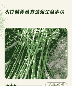 养殖水笋前景怎么样呢
