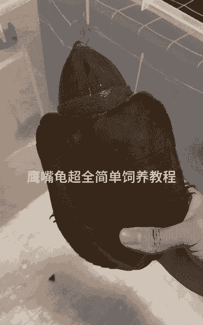 怎么样才能养殖鹰嘴龟