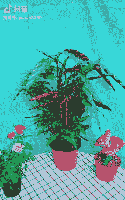 紫背大波浪竹芋怎么养殖