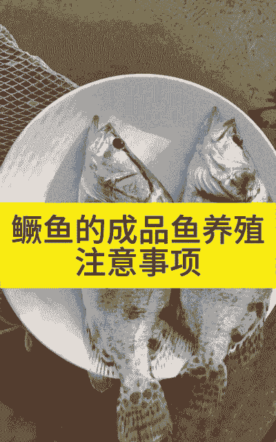 鲑鱼养殖怎么养