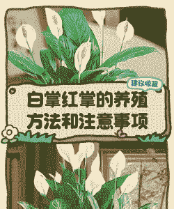 白掌和红掌冬天怎么养殖