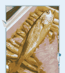 四川黄花鱼怎么养殖