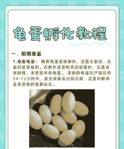 乌龟养殖场下蛋怎么办