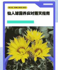 仙人球下雨天怎么养殖