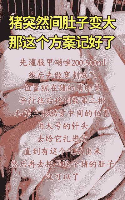 养殖户肚子大怎么回事