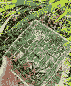 塘里捞的大虾米怎么养殖