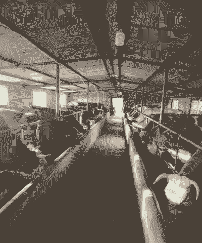 传统养殖业怎么样做