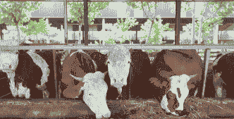 灵璧畜牧养殖情况怎么样