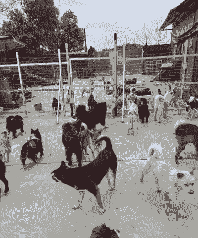 养狗的养殖前景怎么样