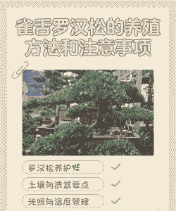盆栽雀舌罗汉松怎么养殖