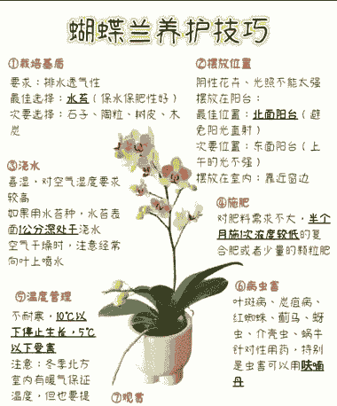 冬季开花蝴蝶兰怎么养殖