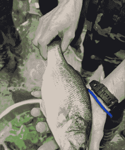 养殖加州鲈的前景怎么样