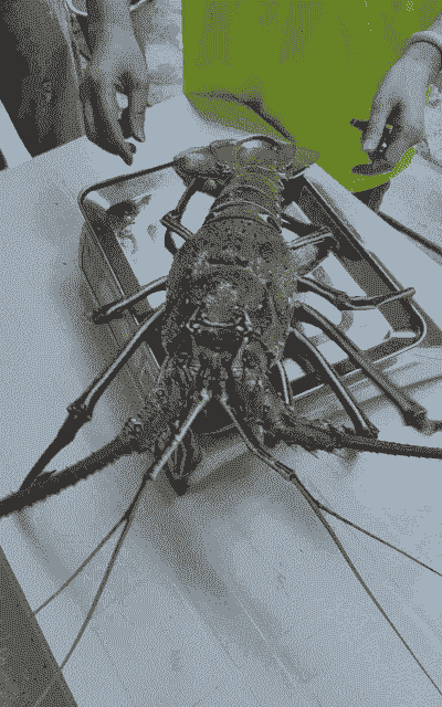 三斤重的龙虾怎么养殖的