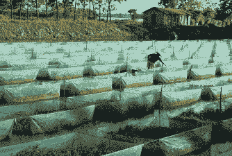 在广东养殖黄鳝怎么样的