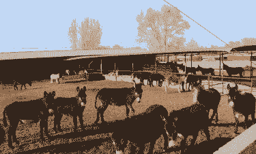 赤峰养殖肉驴前景怎么样