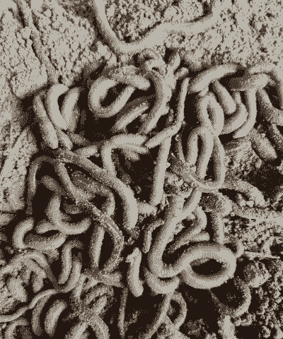 蚯蚓养殖厂怎么样收费