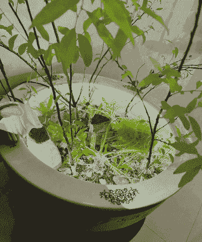 水族箱里的蜗牛怎么养殖