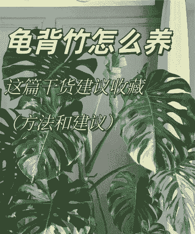 秋冬季龟背竹怎么养殖