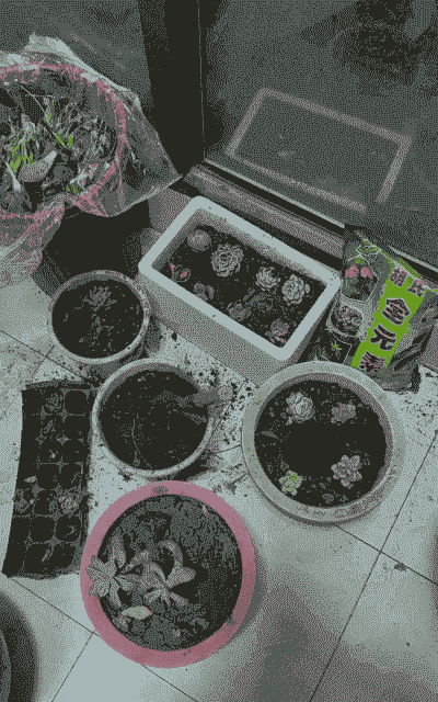 垃圾堆种多肉怎么养殖