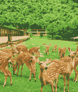 梅花鹿的养殖场地怎么建